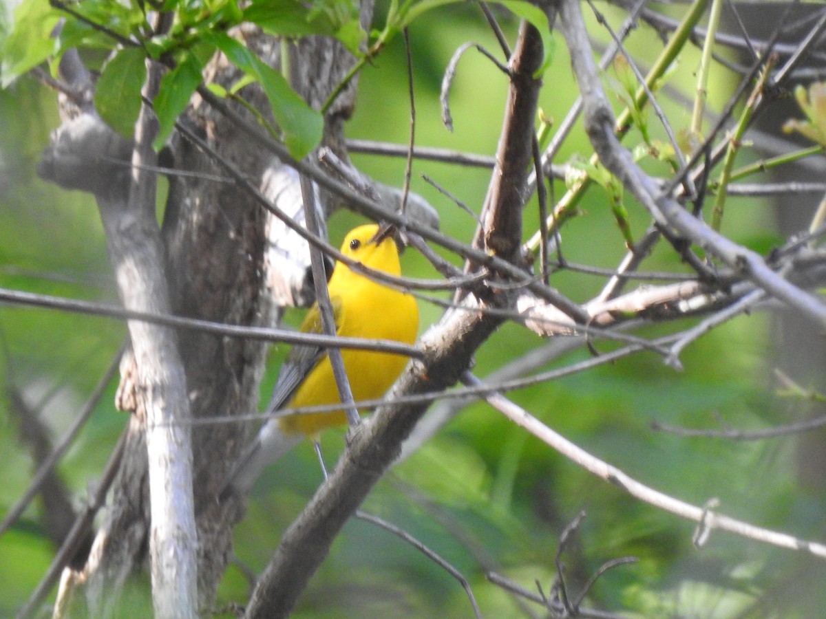 Prothonotary Warbler - ML635918559