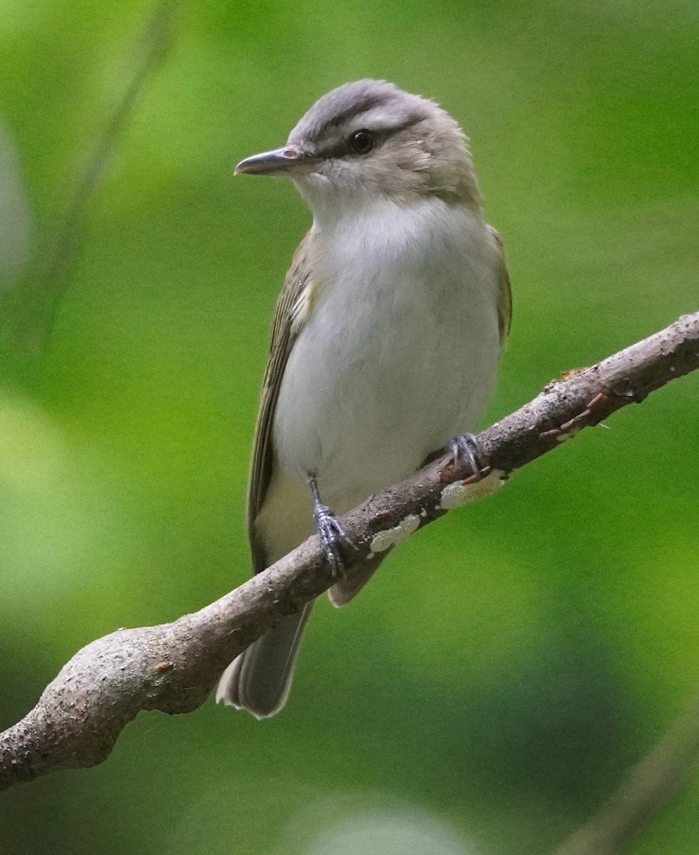 Kızıl Gözlü Vireo - ML635918573