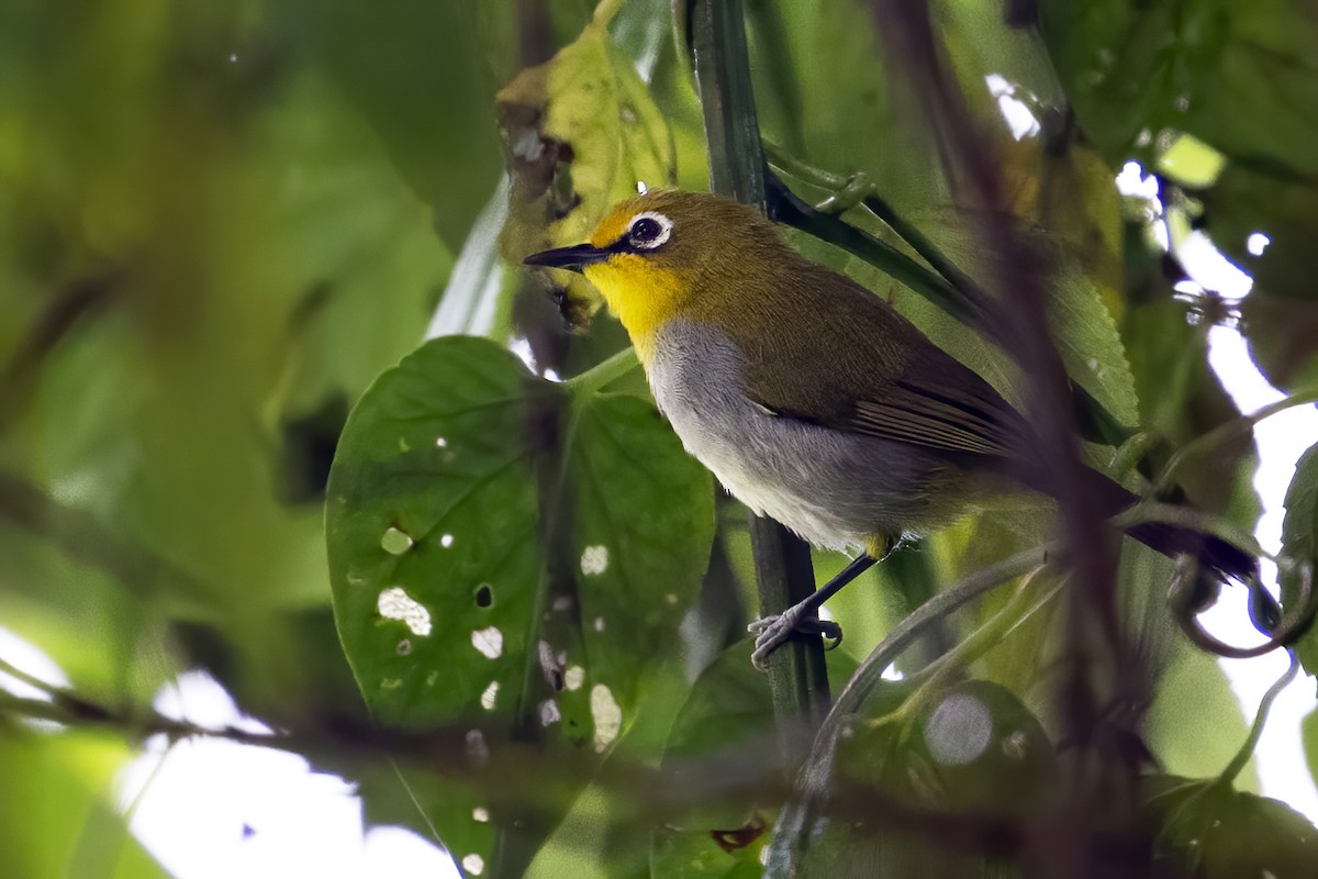 South Pare White-eye - ML635918595