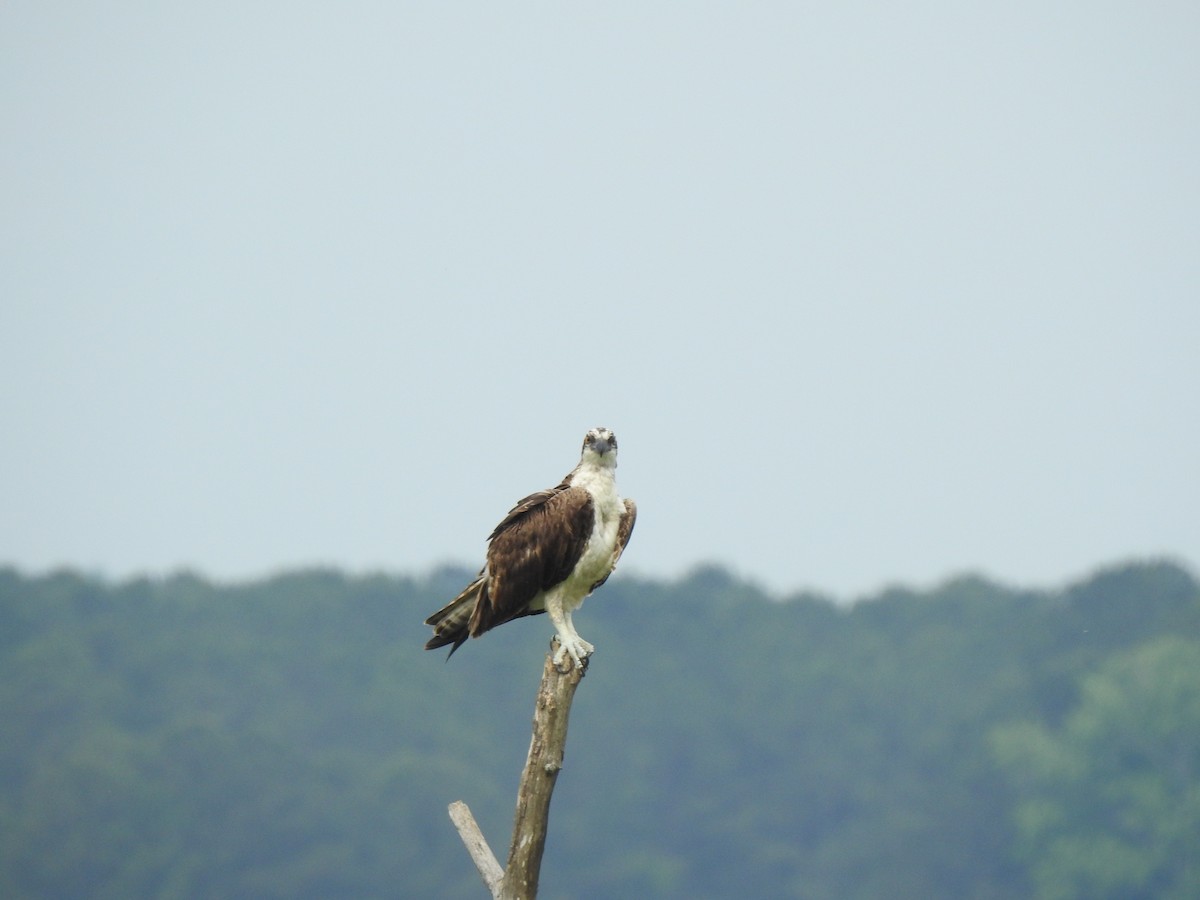 Osprey - ML635918596