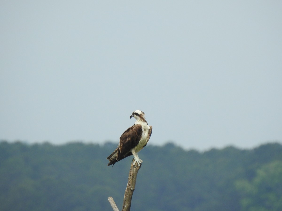 Osprey - ML635918597