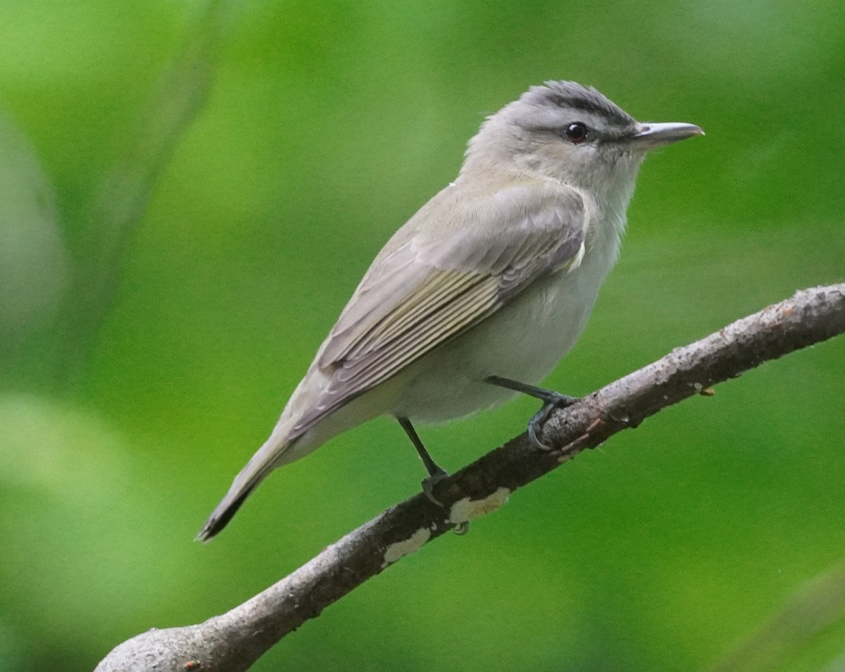Kızıl Gözlü Vireo - ML635918616