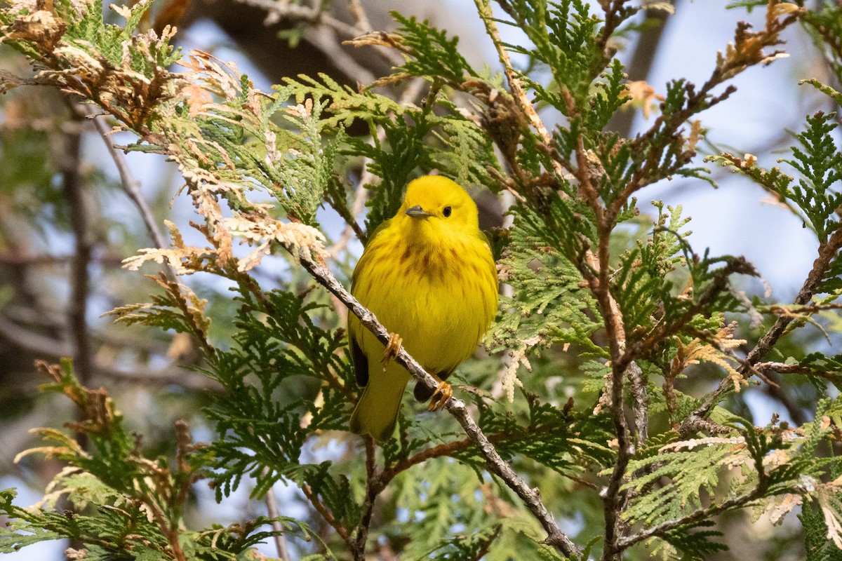 Northern Yellow Warbler - ML635918777