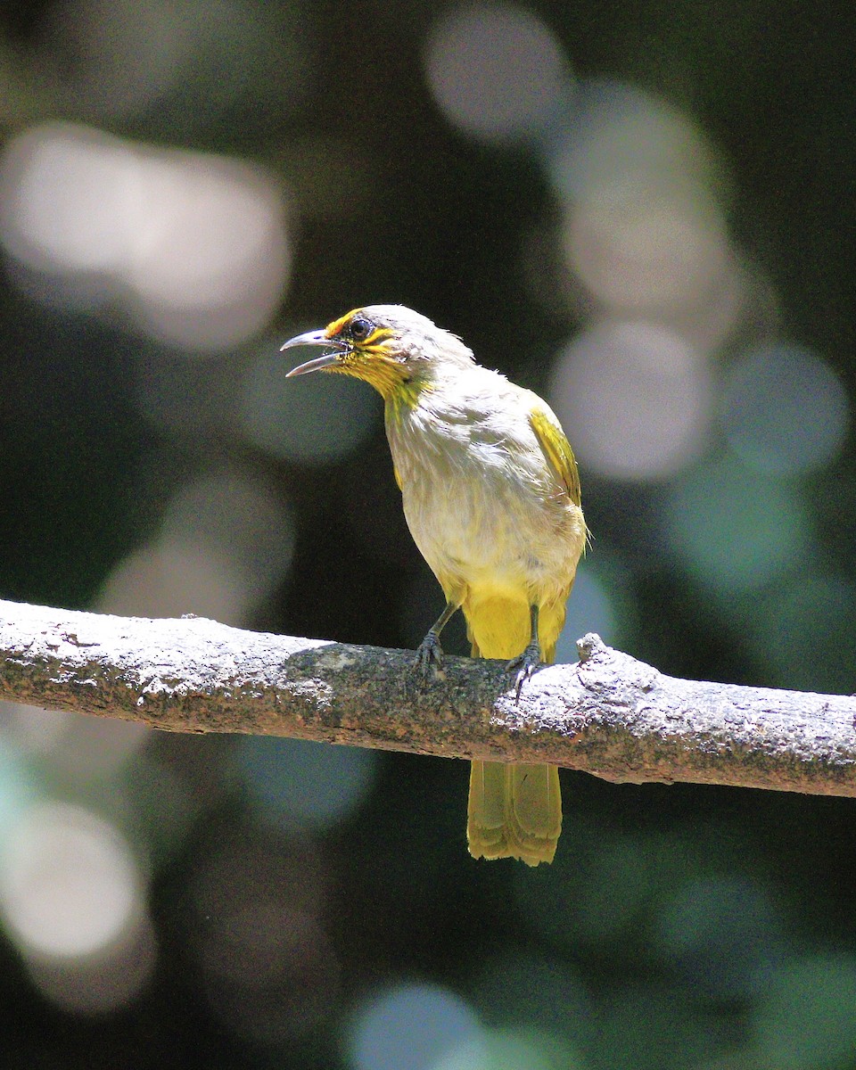 Bulbul de Finlayson - ML635918889