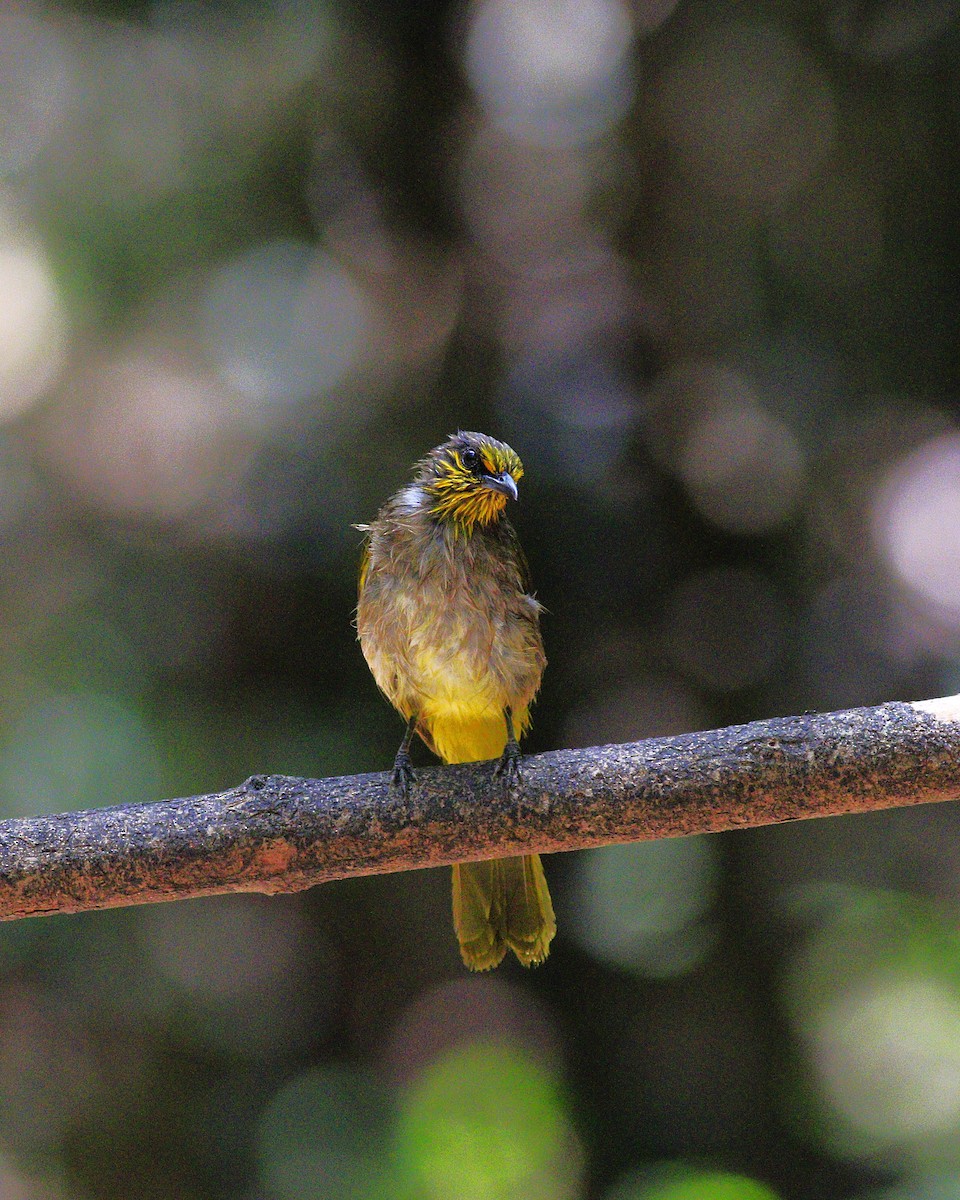 Bulbul de Finlayson - ML635918904