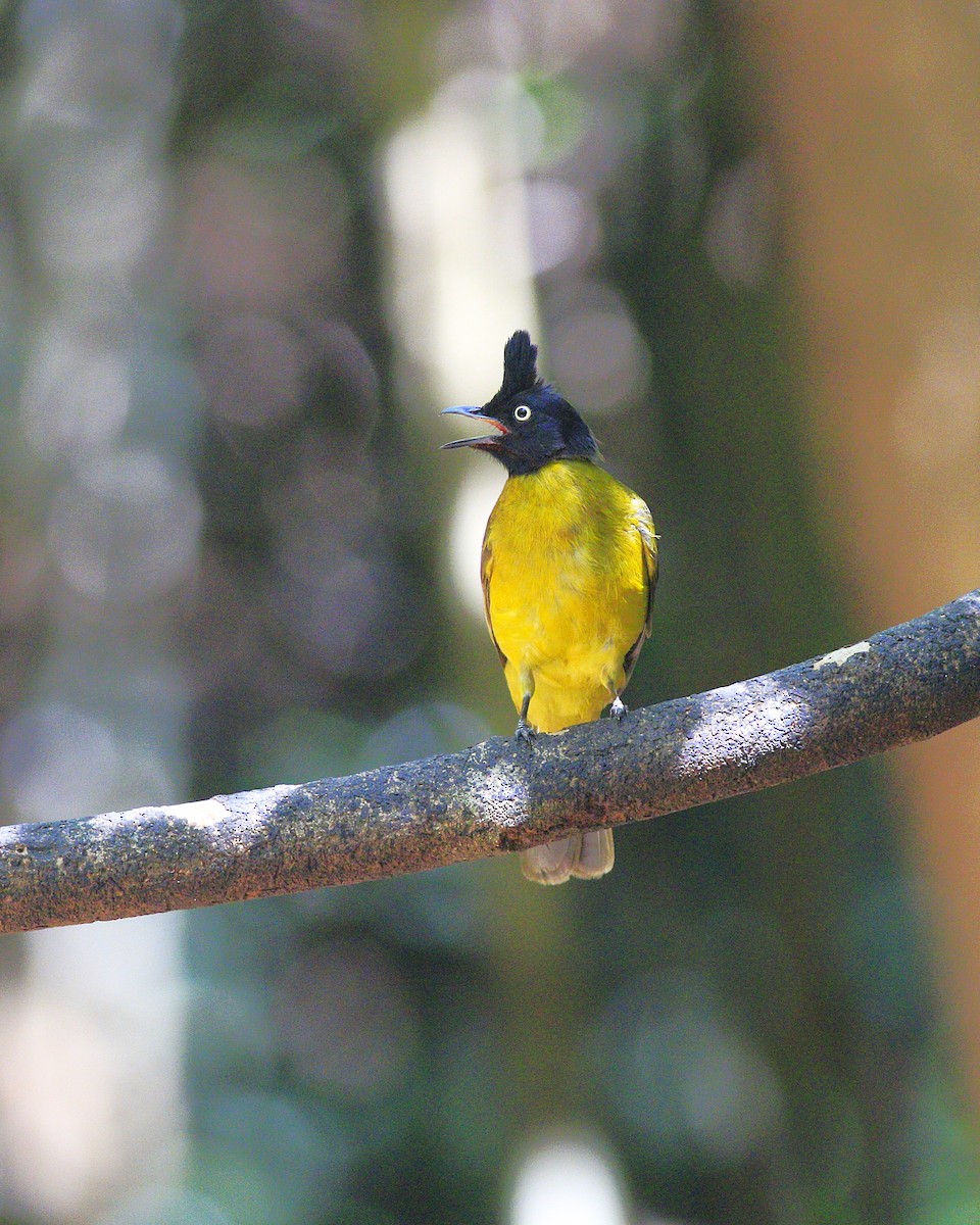 Bulbul à huppe noire - ML635918923