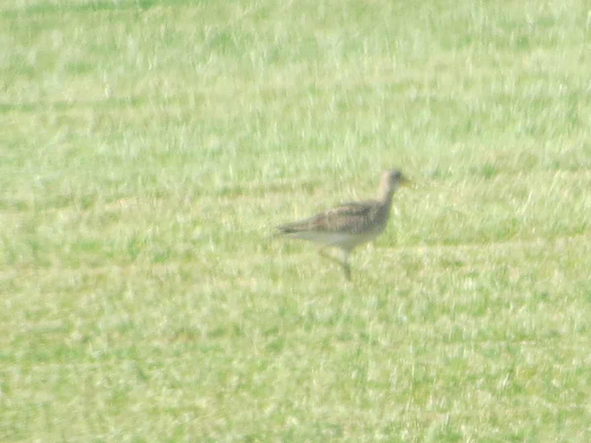 Upland Sandpiper - ML635919011