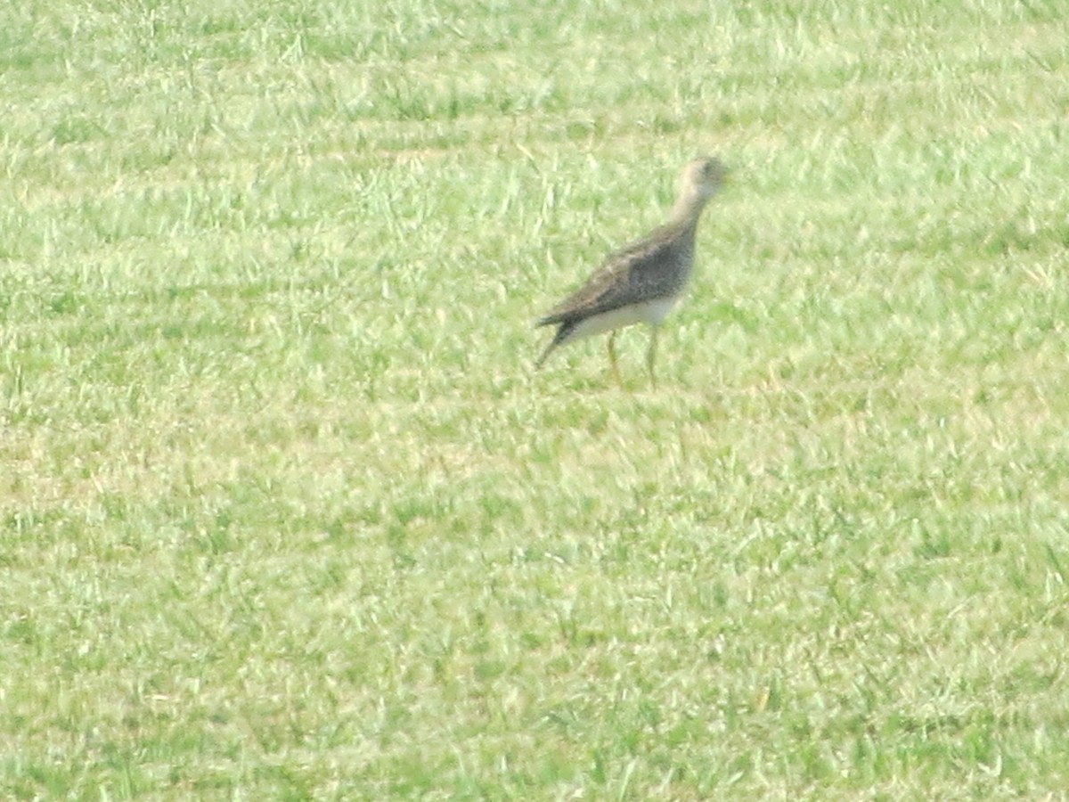 Upland Sandpiper - ML635919012
