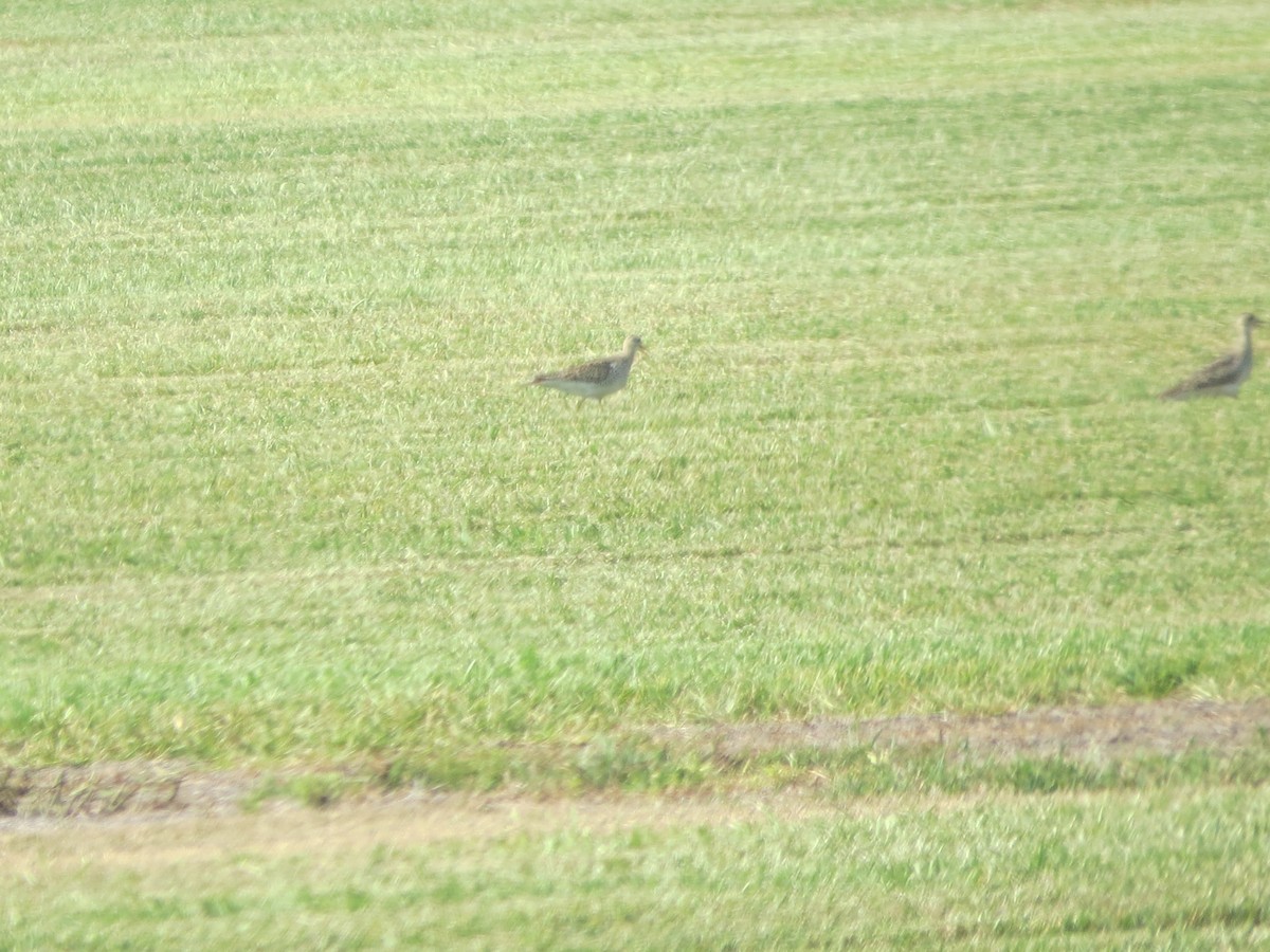 Upland Sandpiper - ML635919014