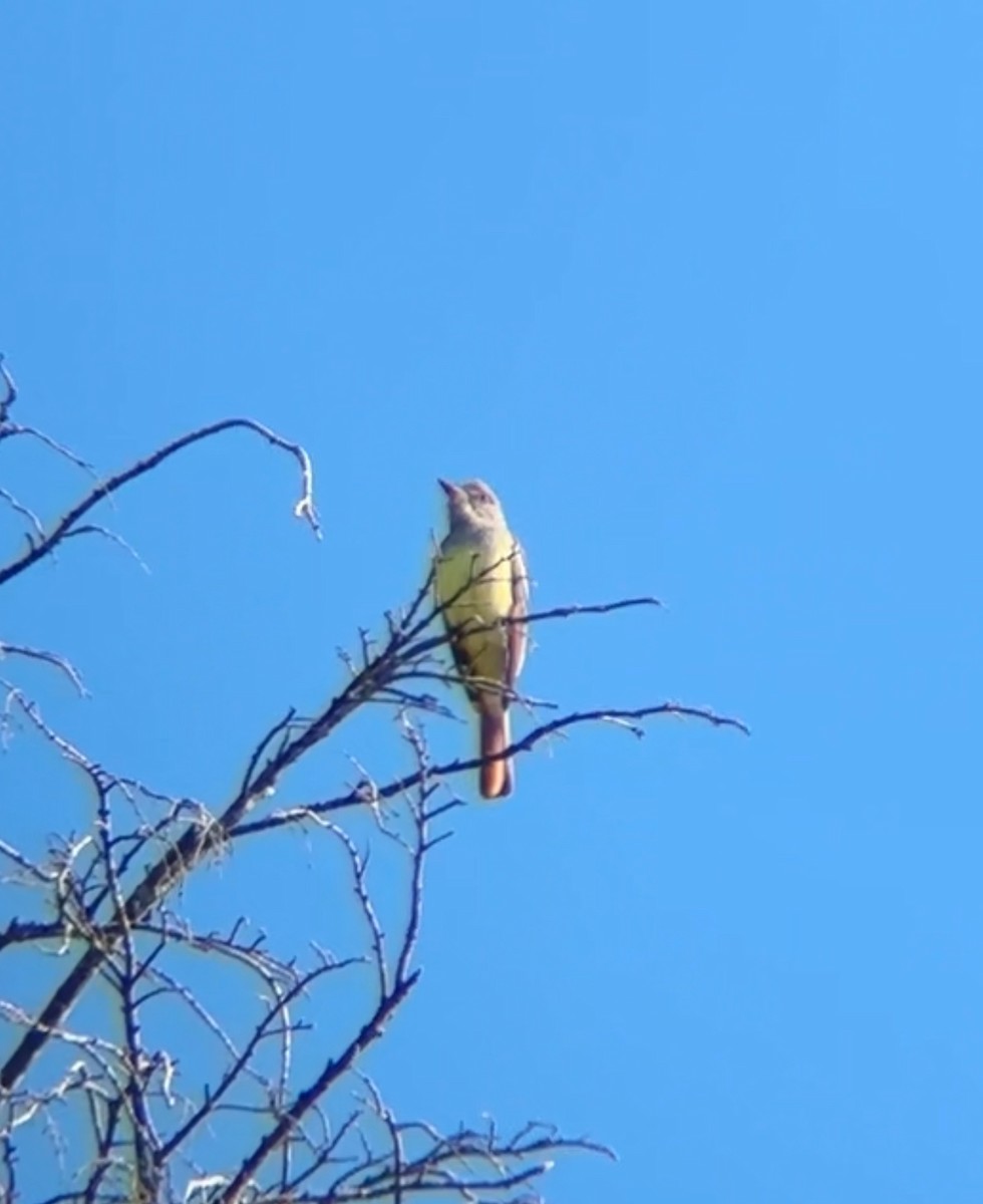 Great Crested Flycatcher - ML635919324