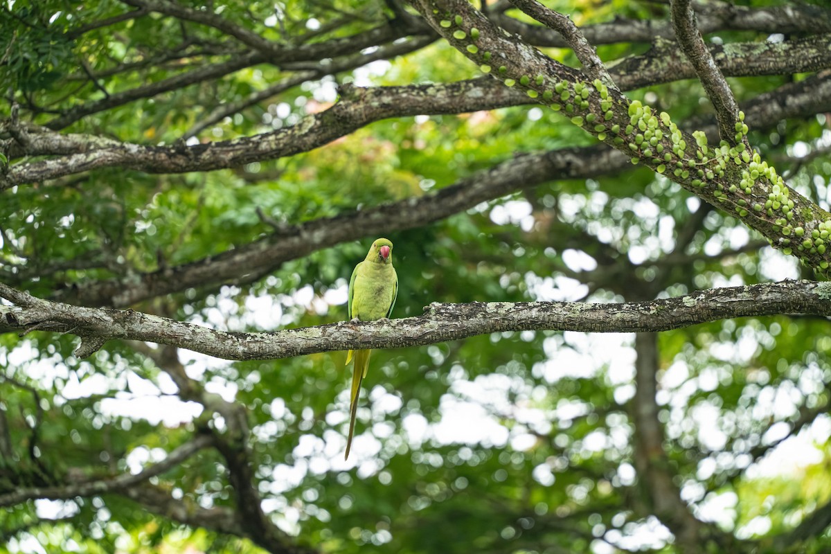 Rose-ringed Parakeet - ML635919326