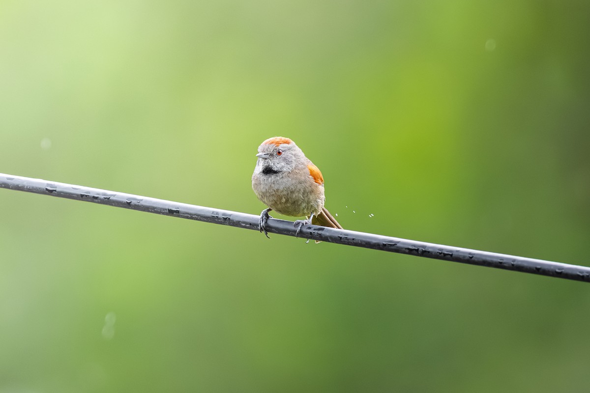 Silvery-throated Spinetail - ML635919485