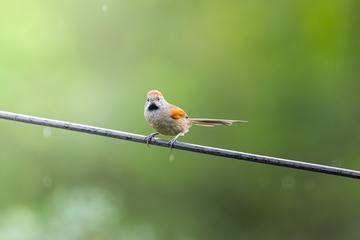 Silvery-throated Spinetail - ML635919486