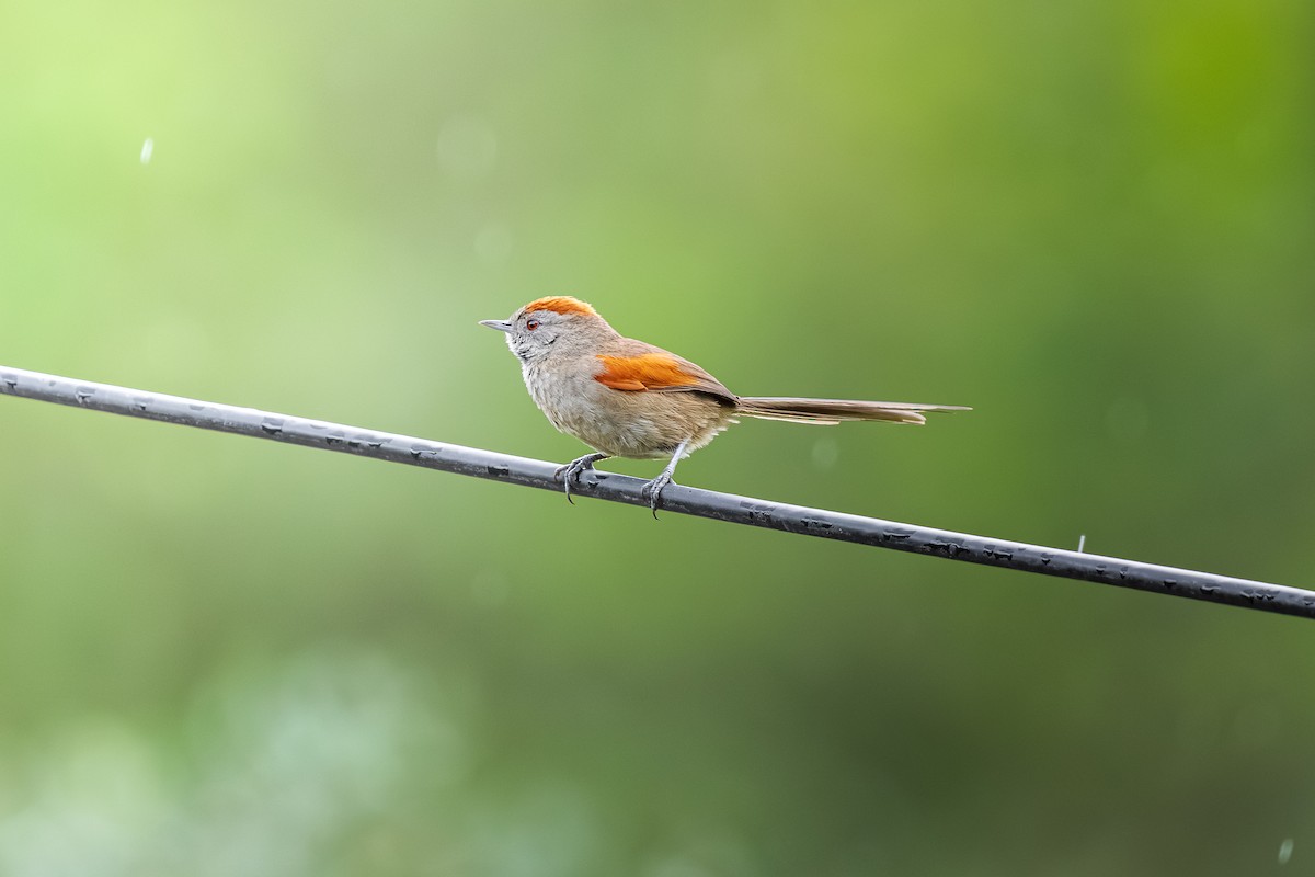 Silvery-throated Spinetail - ML635919487