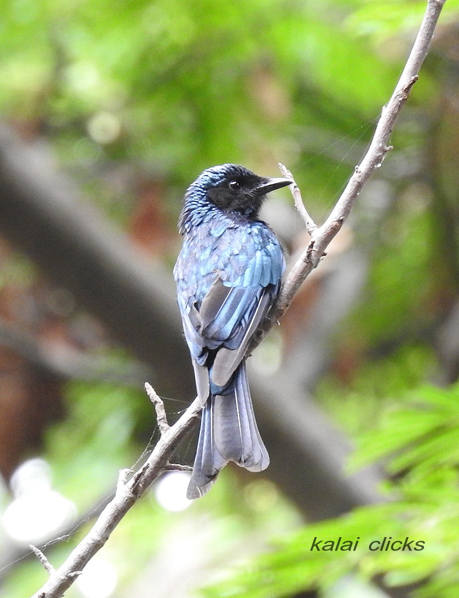 Menevişli Drongo - ML63591951