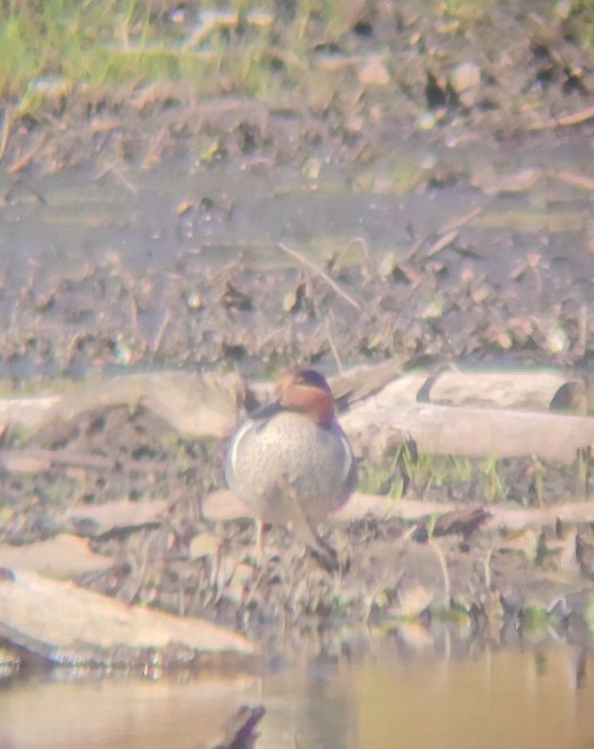 Green-winged Teal (American) - ML635919889
