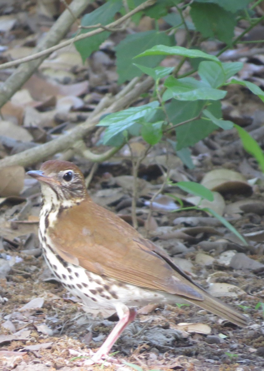 Wood Thrush - ML635919901