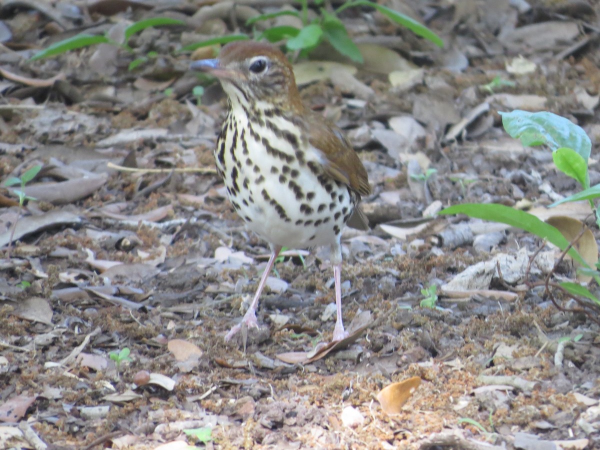 Wood Thrush - ML635919902