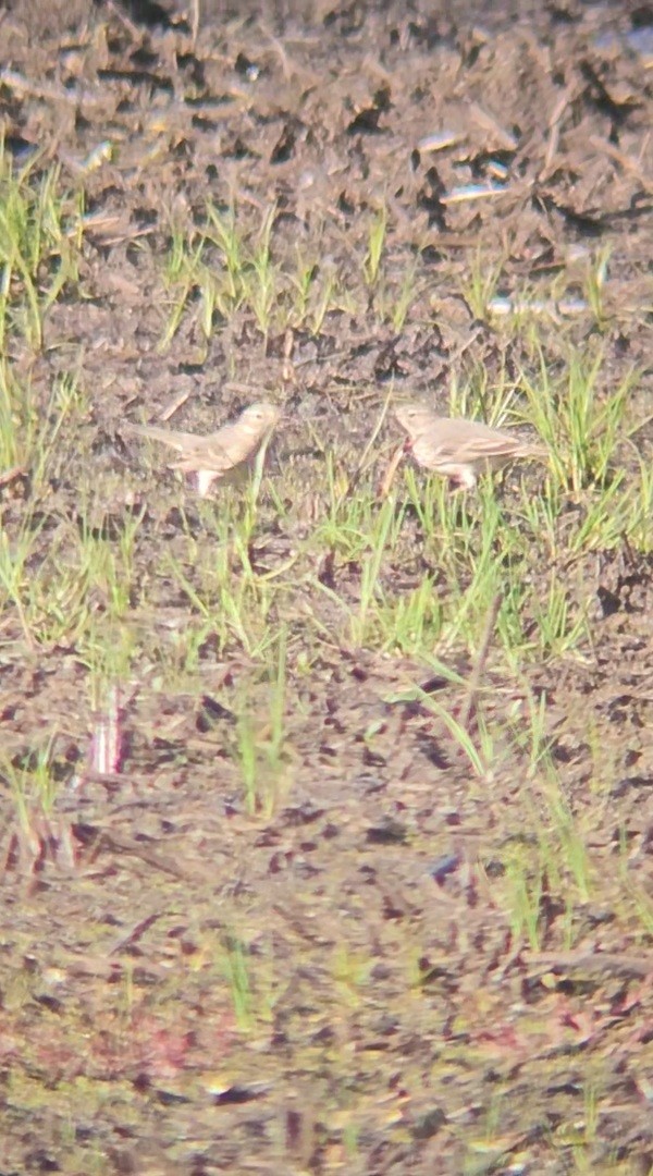 American Pipit - ML635919906
