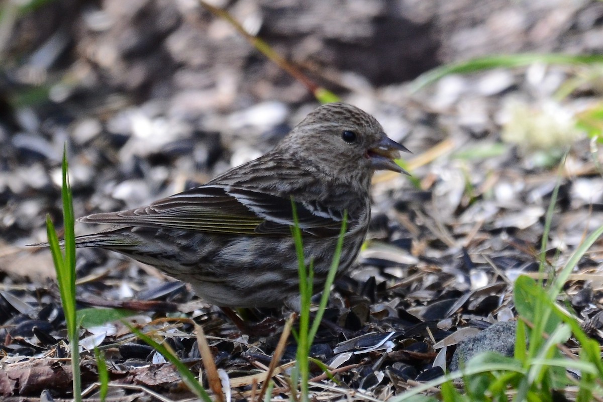 Pine Siskin - ML635920083