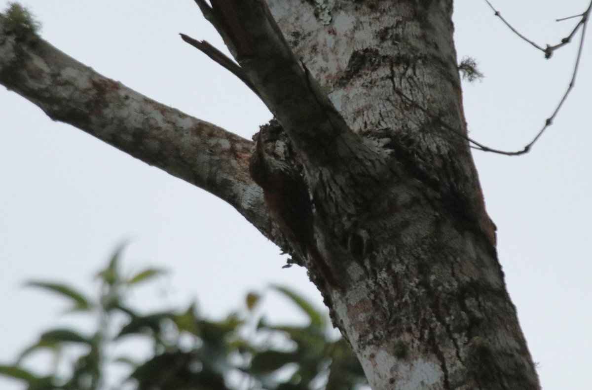 Scaled Woodcreeper (Scaled) - ML635920119