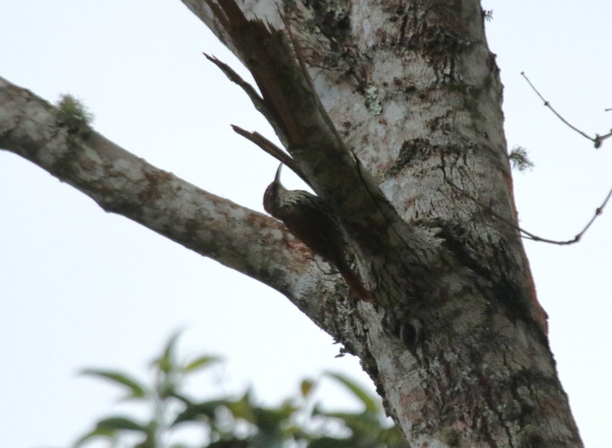 Scaled Woodcreeper (Scaled) - ML635920120