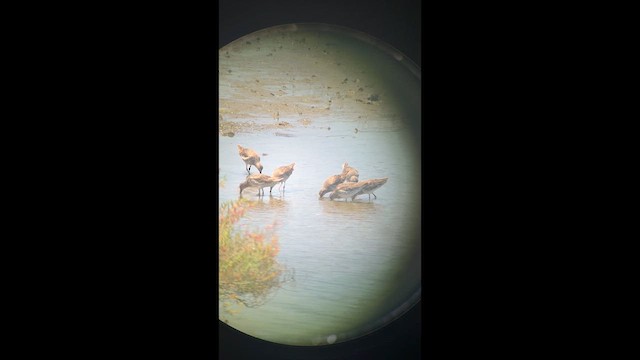 Short-billed Dowitcher - ML635920333