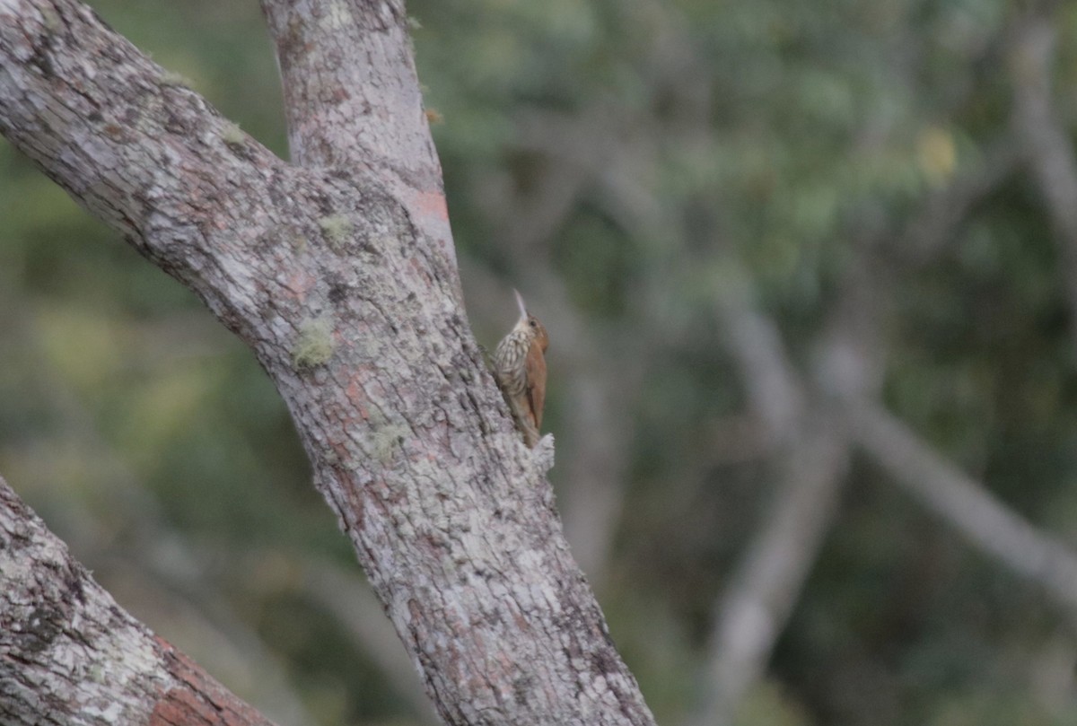 Scaled Woodcreeper (Scaled) - ML635920455