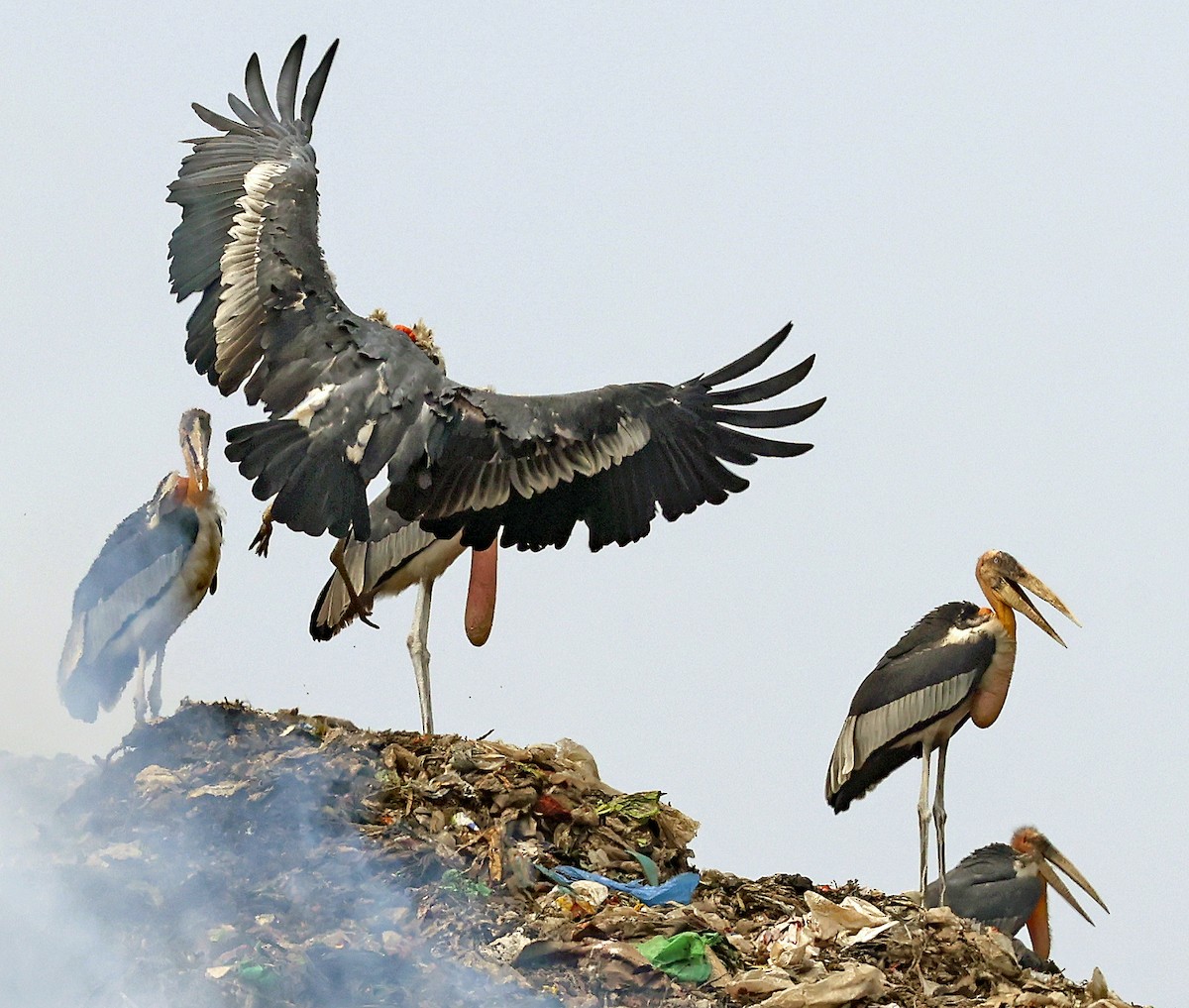 Greater Adjutant - ML635920490