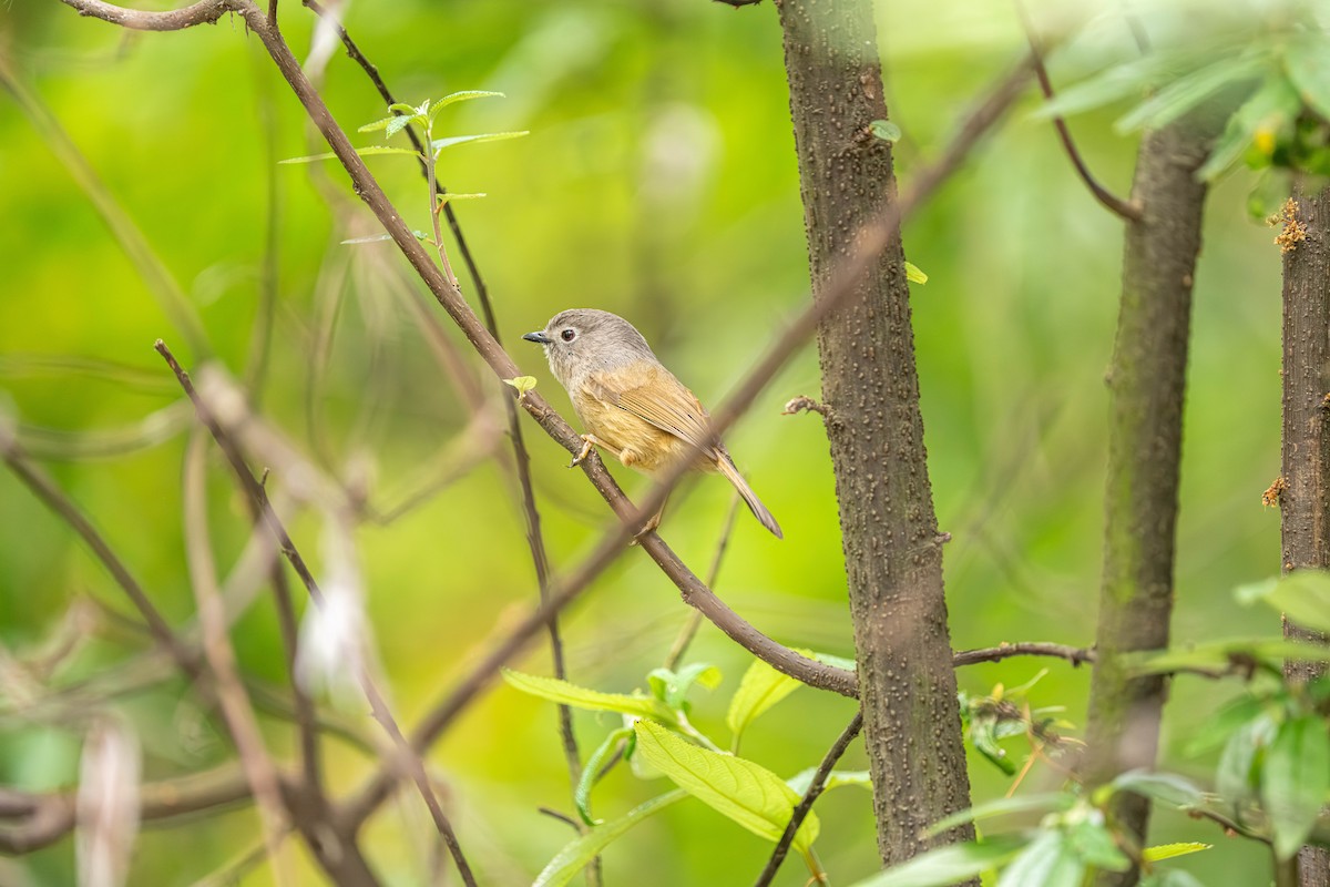 David's Fulvetta - ML635920559