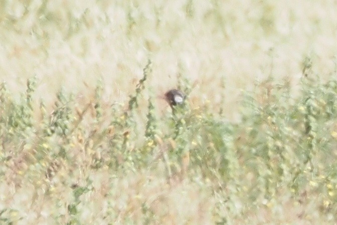 Black Bustard - ML635920606