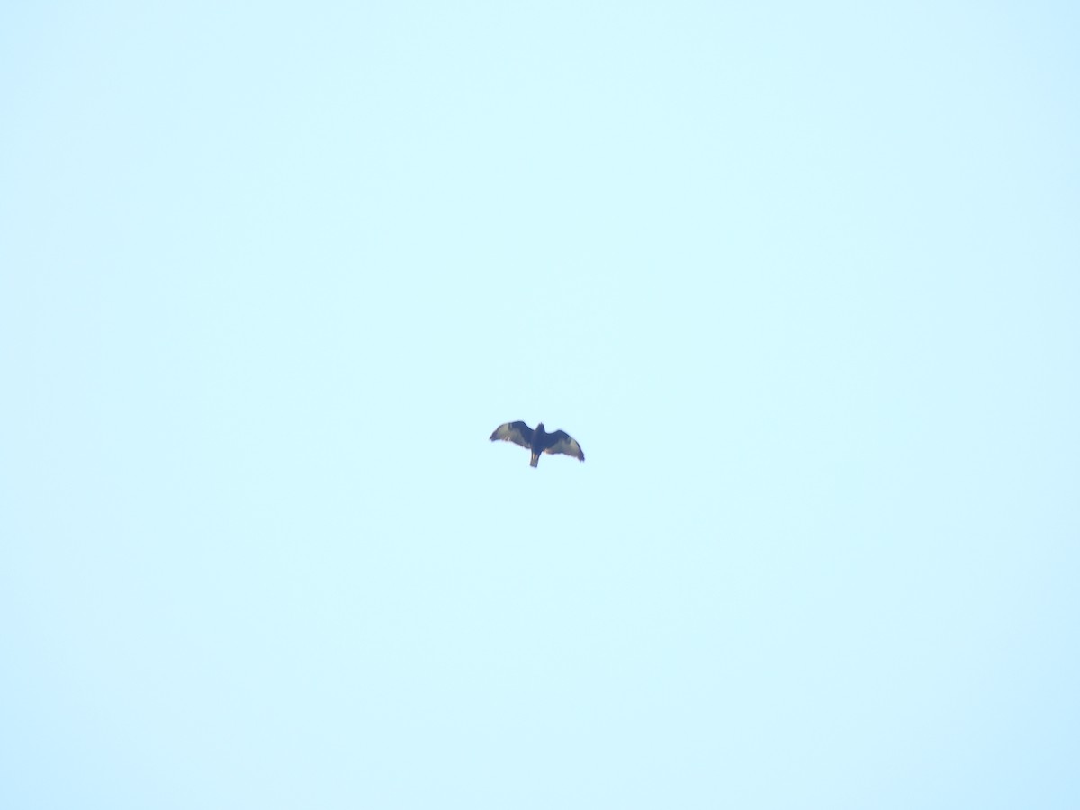 Short-tailed Hawk - ML635920793