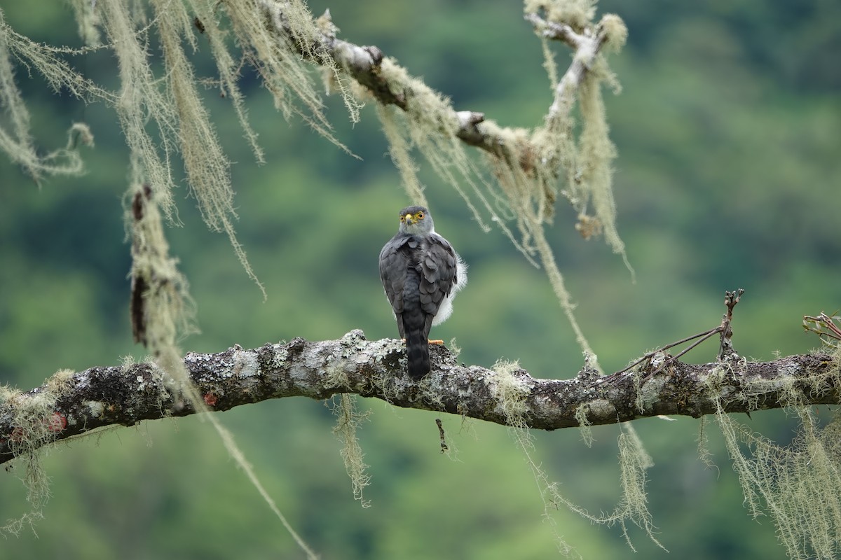 Tiny Hawk - ML635920796