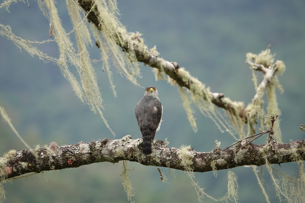Tiny Hawk - ML635920797