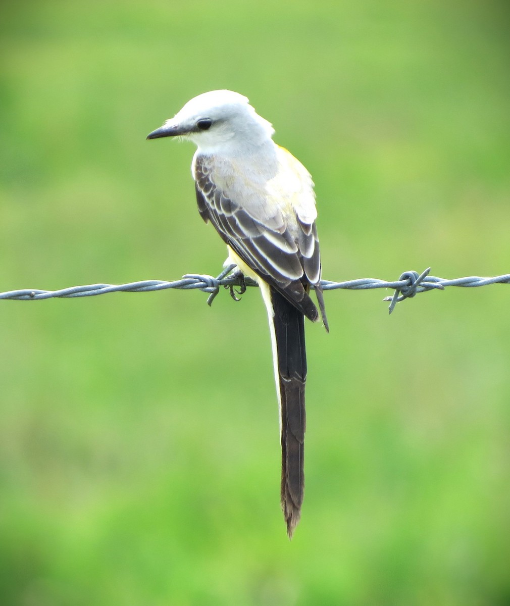 Scissor-tailed Flycatcher - ML635920818