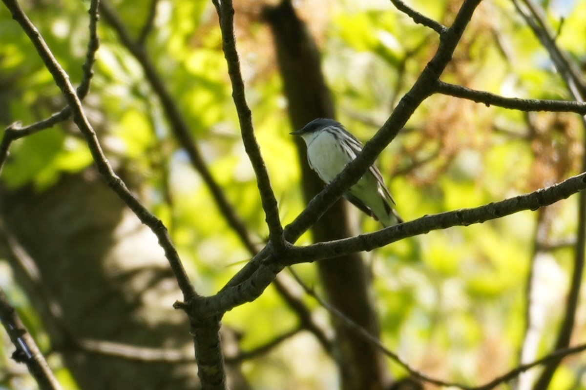 Cerulean Warbler - ML635920848