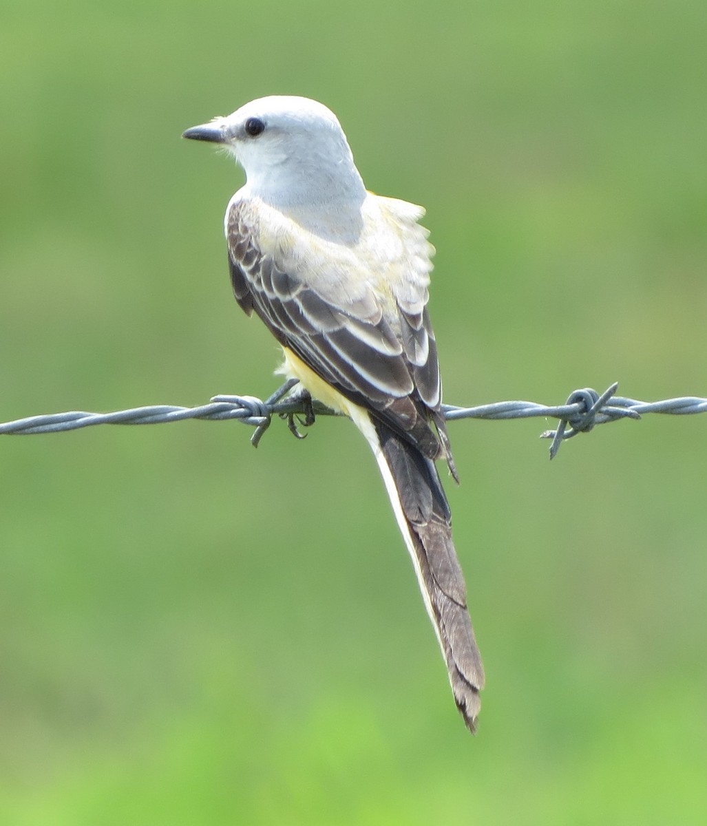 Scissor-tailed Flycatcher - ML635920857