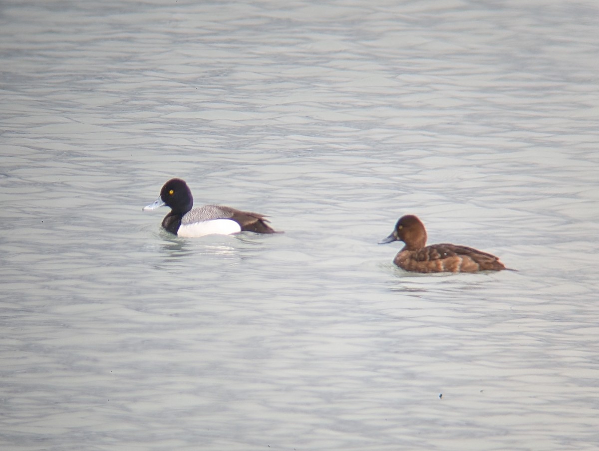 Lesser Scaup - ML635920858