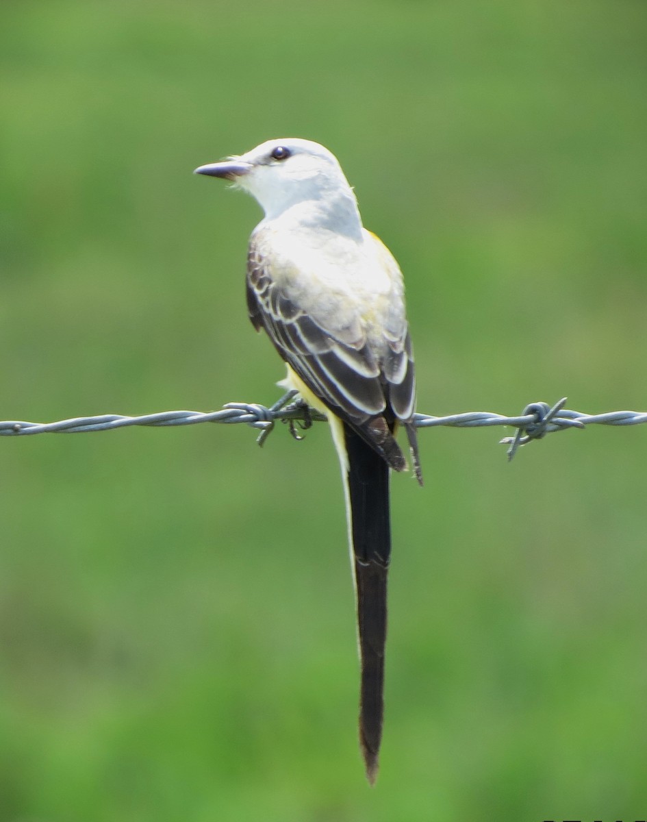 Scissor-tailed Flycatcher - ML635920876