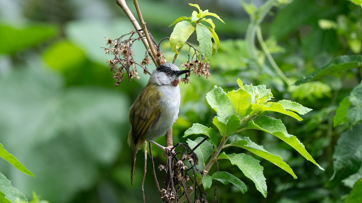 Gray-capped Warbler - ML635920896
