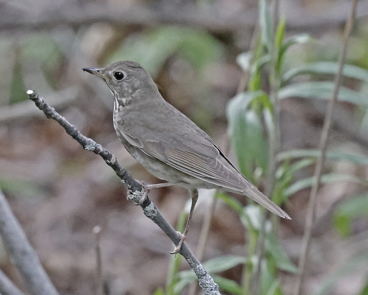 Gray-cheeked Thrush - ML635920905