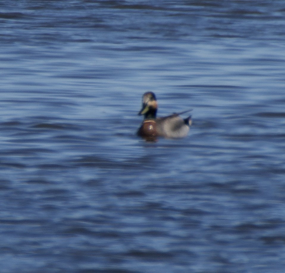 Gadwall x Mallard (hybrid) - ML635920912