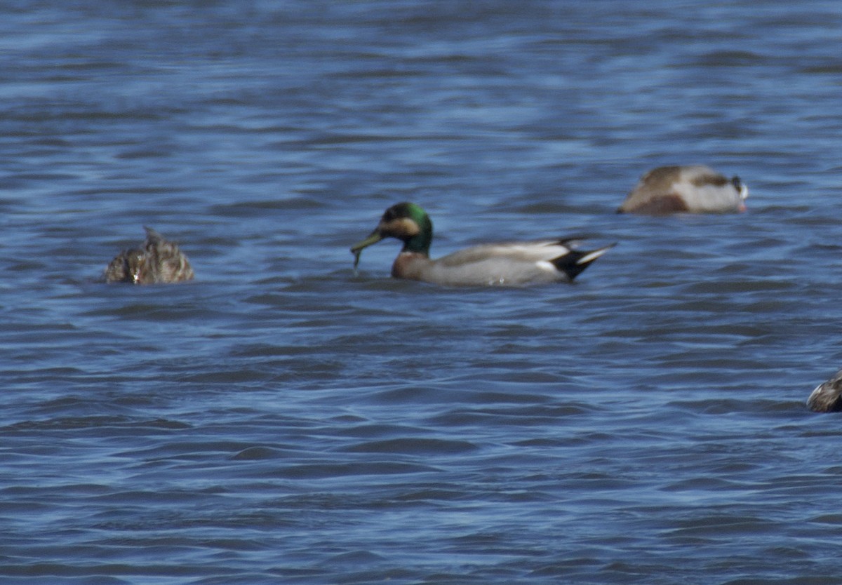 Gadwall x Mallard (hybrid) - ML635920913