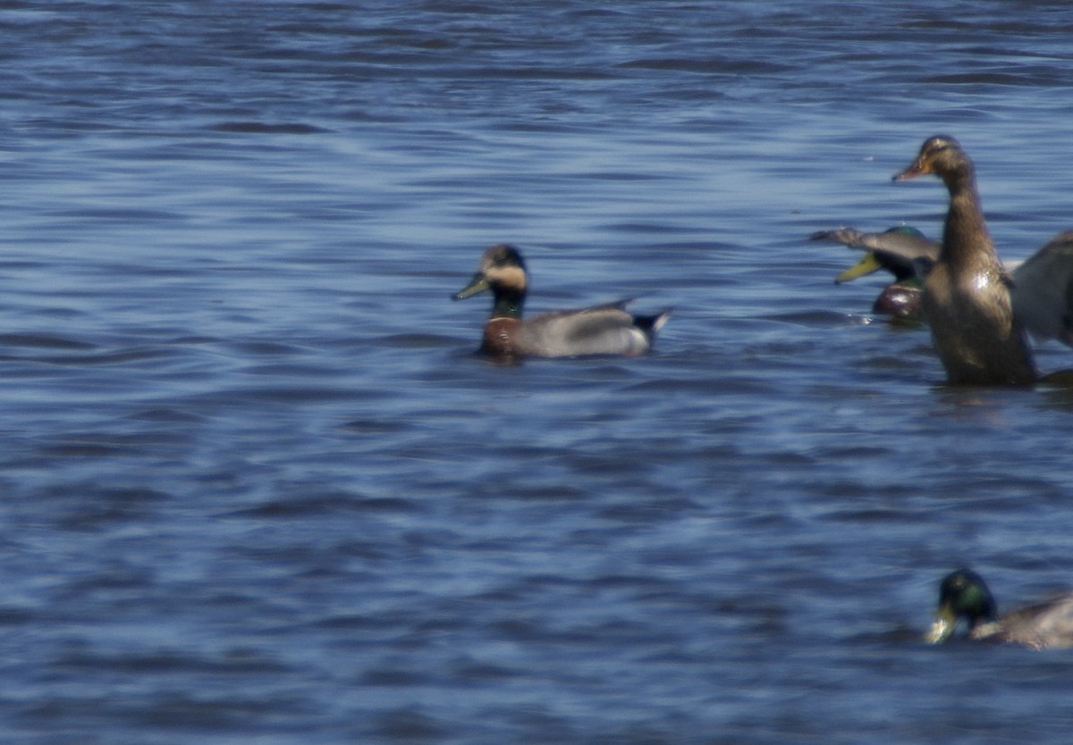 Gadwall x Mallard (hybrid) - ML635920914