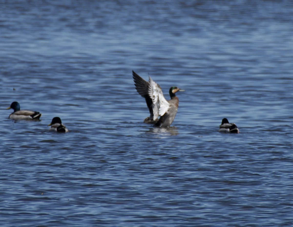 Gadwall x Mallard (hybrid) - ML635920915