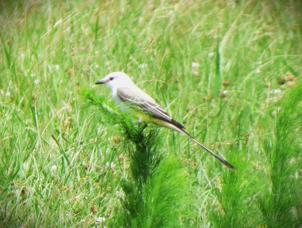 Scissor-tailed Flycatcher - ML635920932