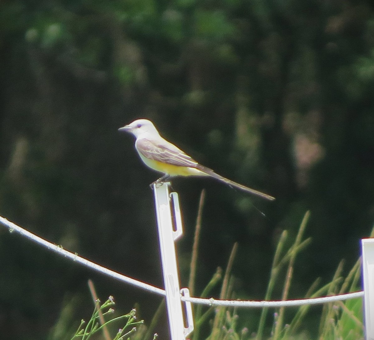Scissor-tailed Flycatcher - ML635920947