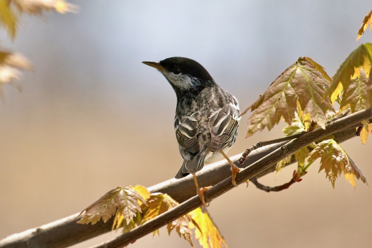 Blackpoll Warbler - ML635921017