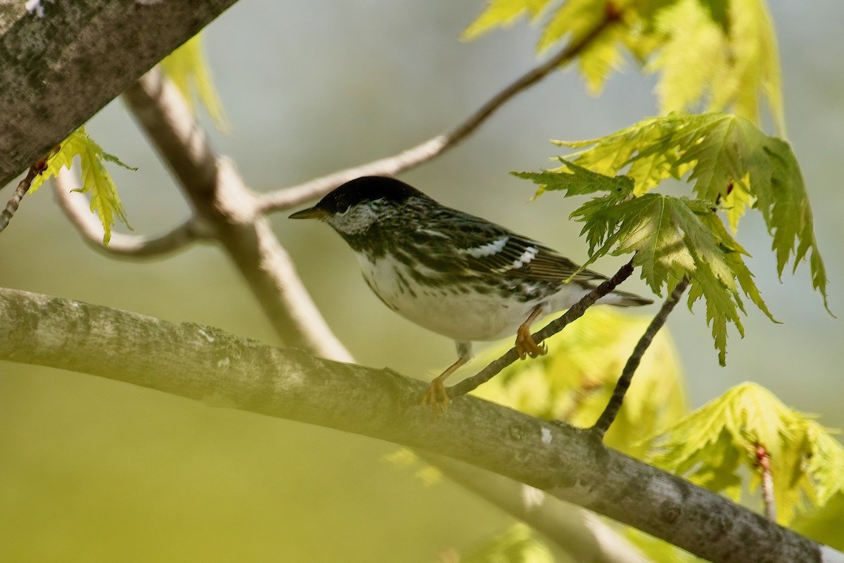 Blackpoll Warbler - ML635921021