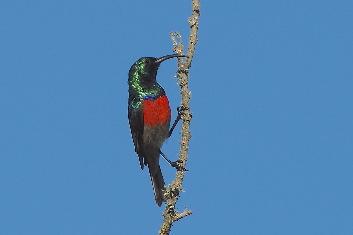 Greater Double-collared Sunbird - ML635921059